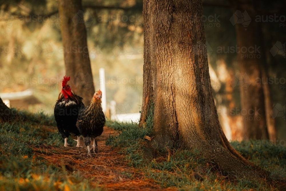 Hen and rooster walking along bush track in golden morning light - Australian Stock Image
