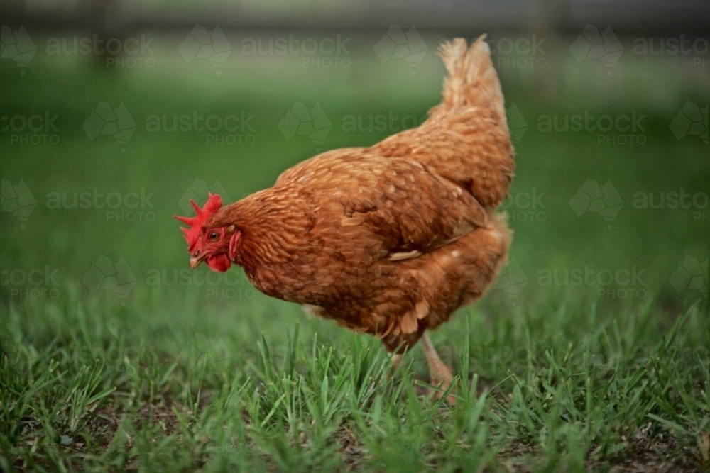 Hen.  Free-range.  Hen pecking. - Australian Stock Image