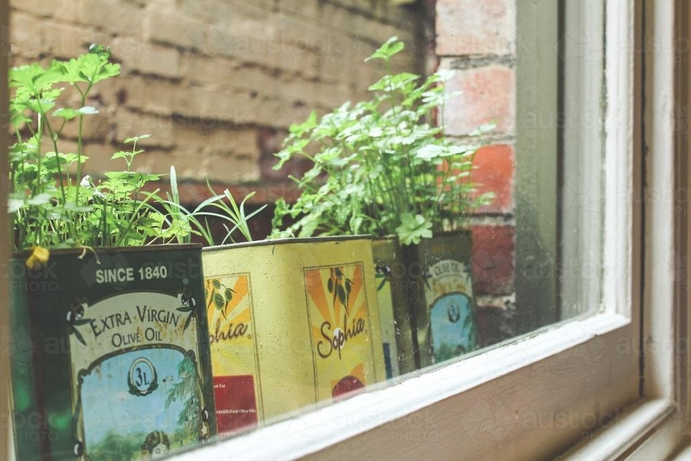 herbs growing in a window sill - Australian Stock Image