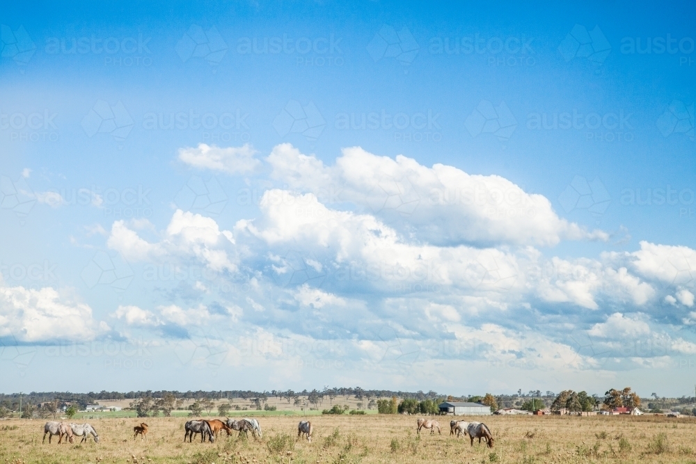 Herd of Appaloosa horses grazing in a paddock with a big sky - Australian Stock Image