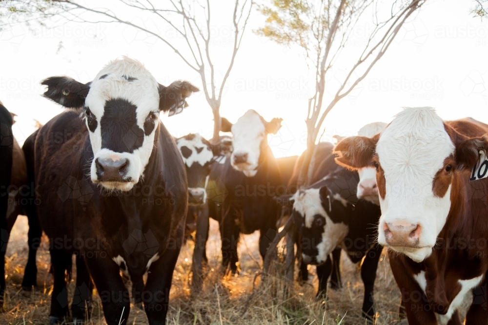 Image of herd of beef cattle crowding in close together at sunset ...
