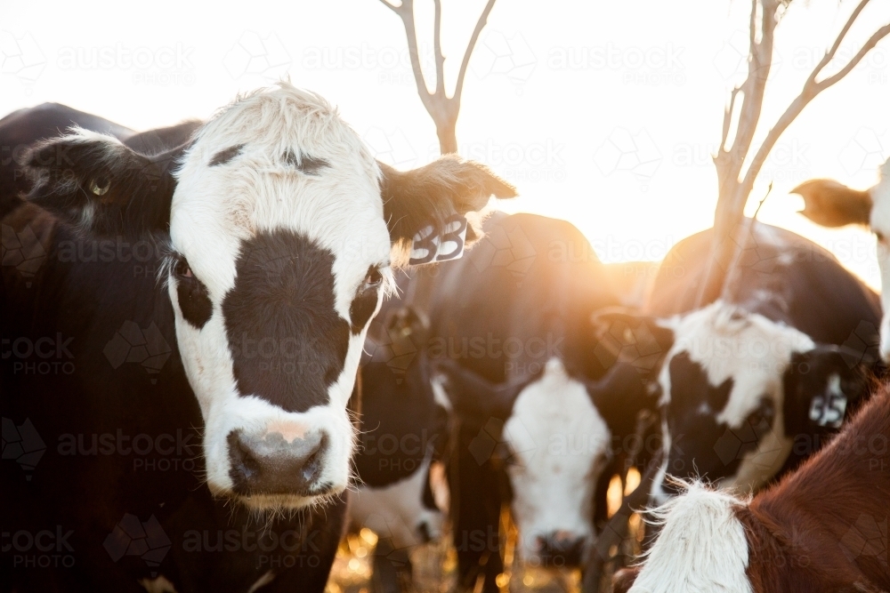 herd of beef cattle crowding in close together at sunset - Australian Stock Image