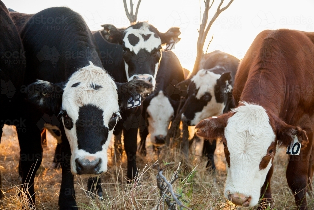 Image of herd of beef cattle crowding in close together at sunset ...