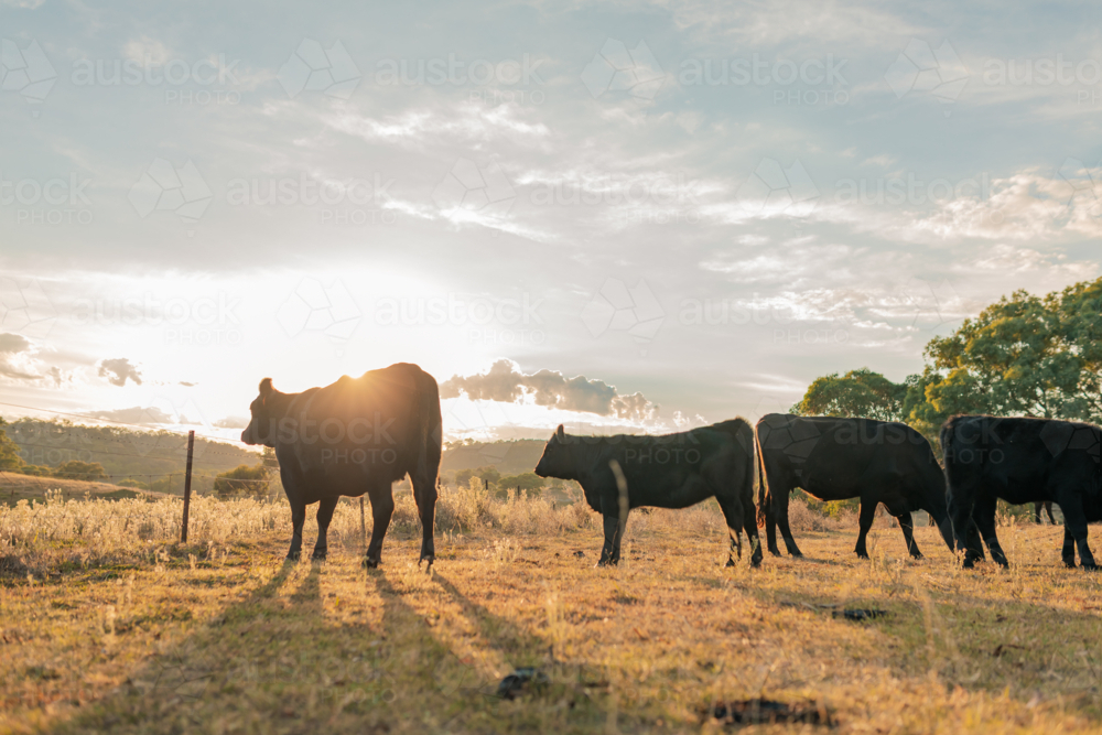 Image of Herd of Black Angus cattle in field at sunrise - Austockphoto