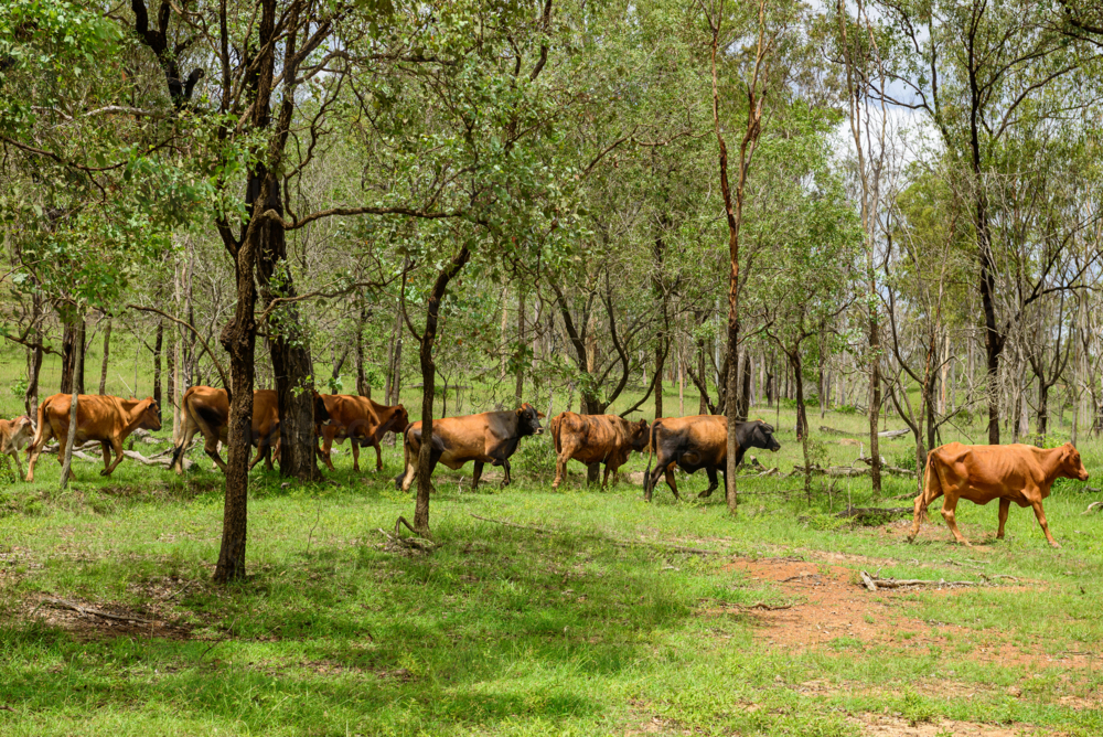 Herd of brown and black cattle walking through green native woodland pasture in countryside - Australian Stock Image
