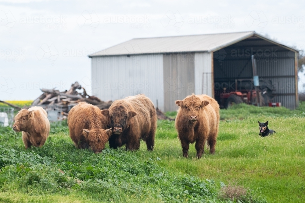 Herd of brown fluffy cows standing in pasture in front of machinery shed and a wood pile - Australian Stock Image