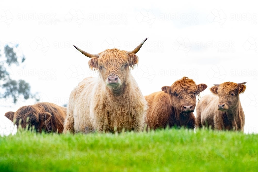 Herd of brown highland cows in green pasture looking at camera - Australian Stock Image