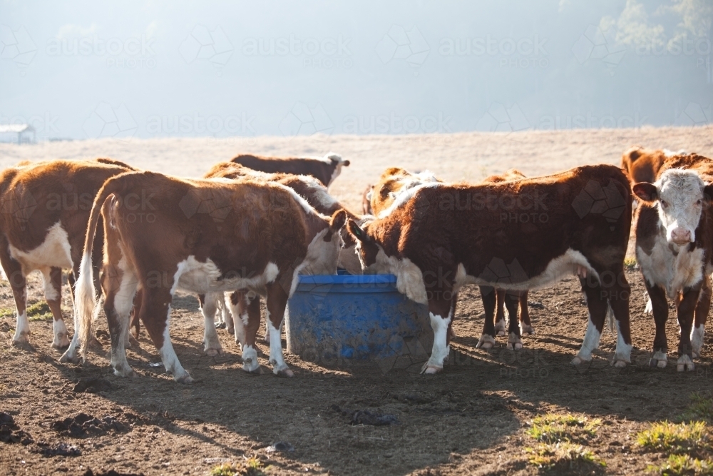 Herd of Cattle eating out of a blue bucket - Australian Stock Image