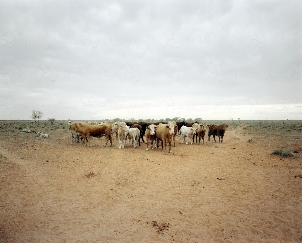 Herd of cattle gathered on remote NT station - Australian Stock Image