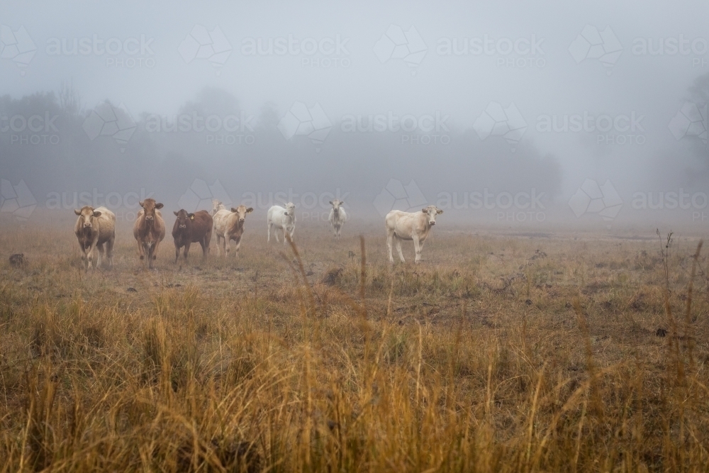 Herd of cattle in a misty paddock - Australian Stock Image
