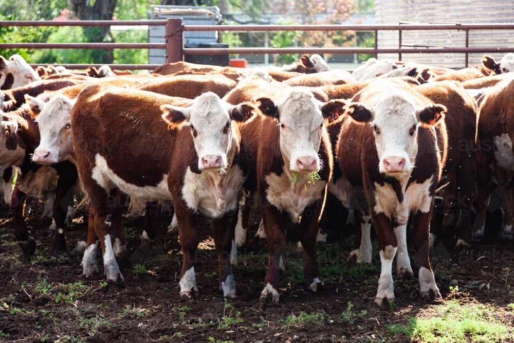 Herd of cattle in stock yard on a farm - Australian Stock Image