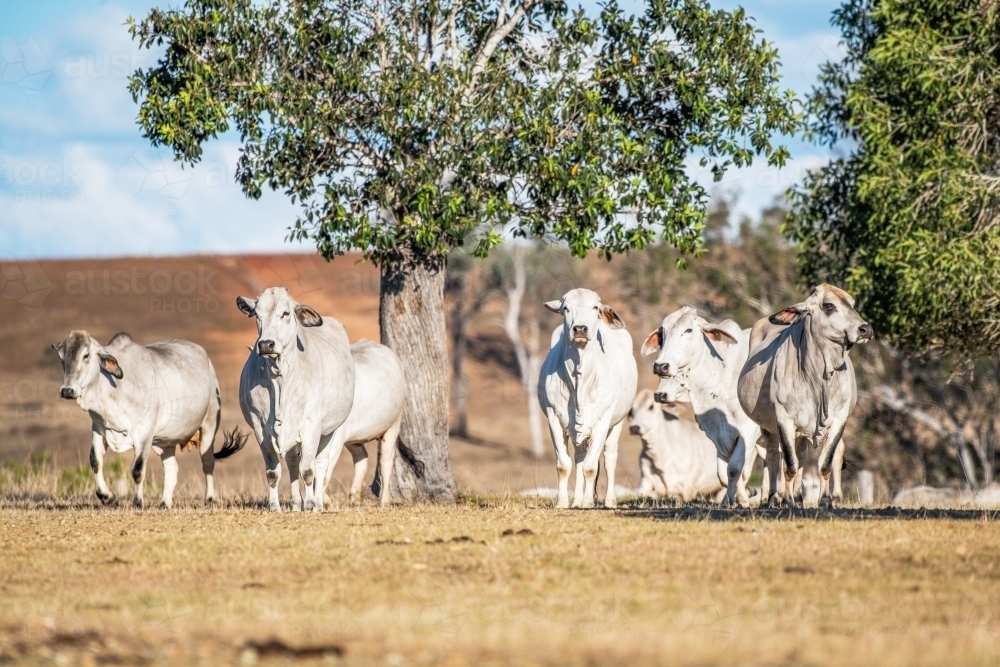 Herd of cattle in the paddock on a sunny day - Australian Stock Image
