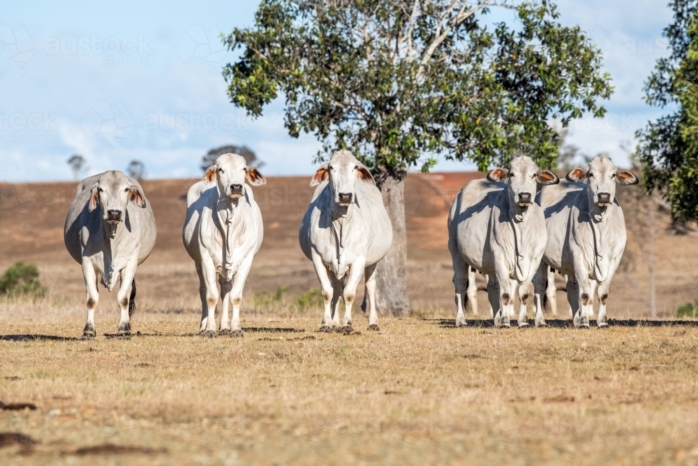 Herd of cattle in the paddock on a sunny day - Australian Stock Image