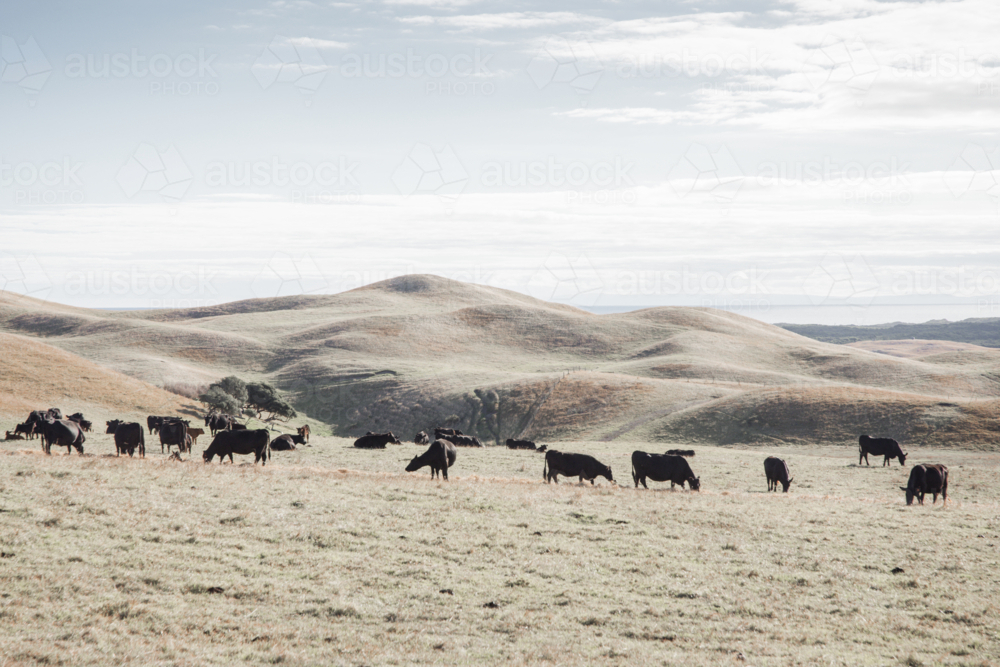 Herd of cattle on dry, barren fields with rolling hills - Australian Stock Image