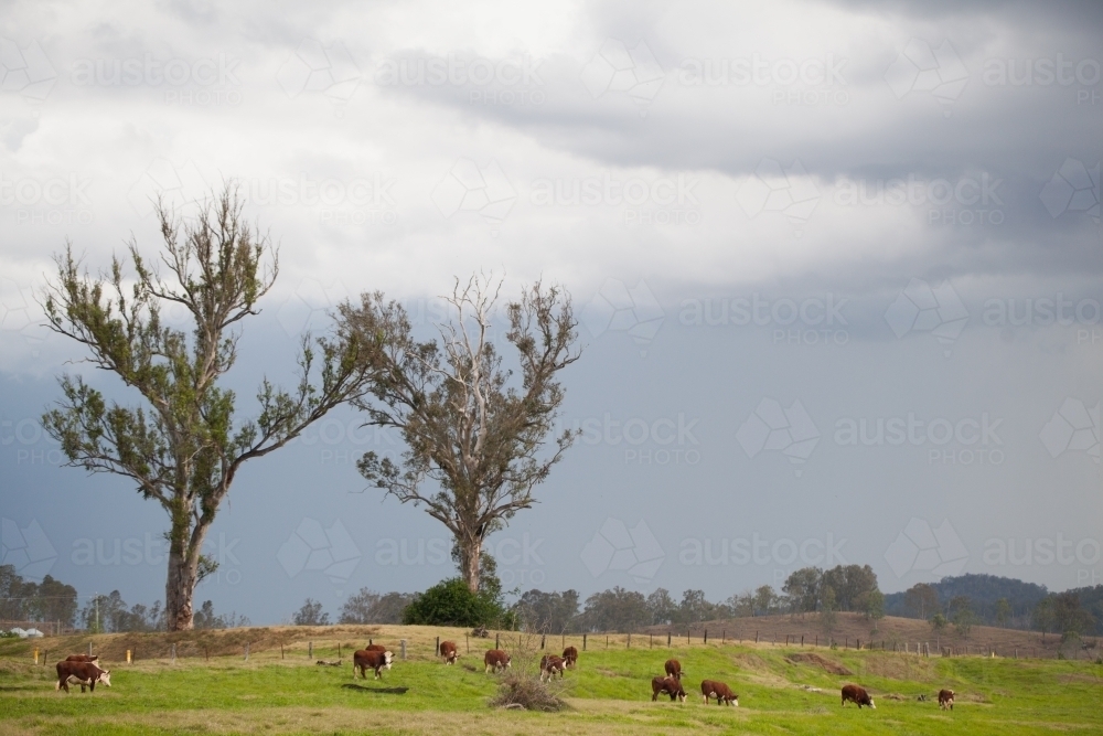 Herd of cows in a paddock - Australian Stock Image
