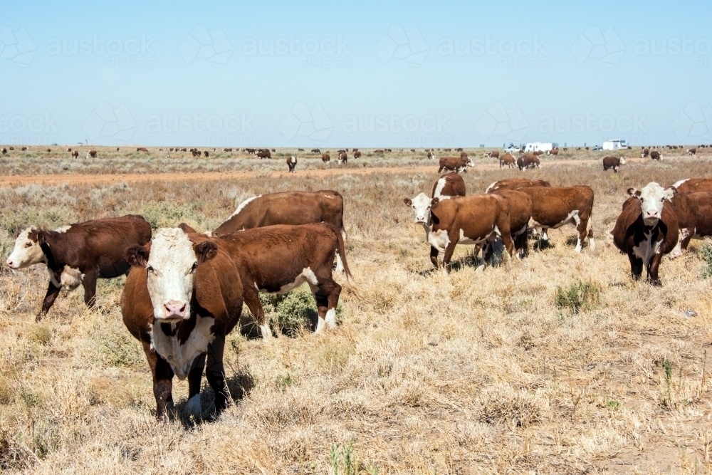 Herd of cows in a paddock in the hot midday sun - Australian Stock Image