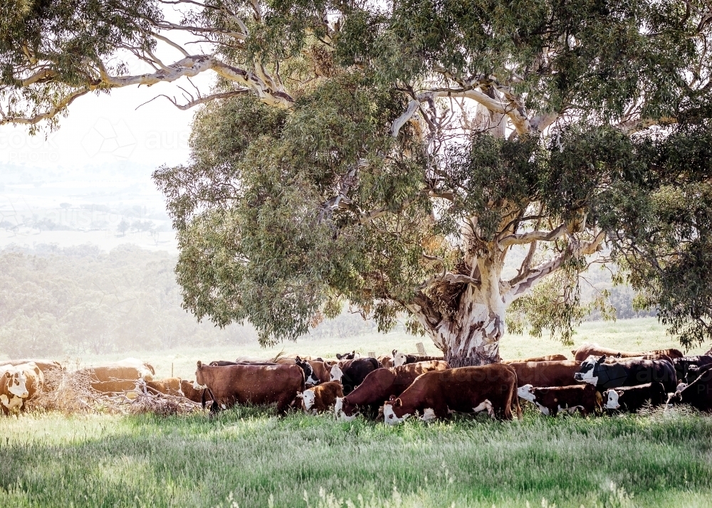 Herd of cows walking under shade of trees - Australian Stock Image