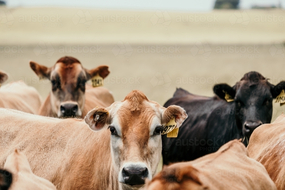 Herd of cows with number tags on their ears - Australian Stock Image