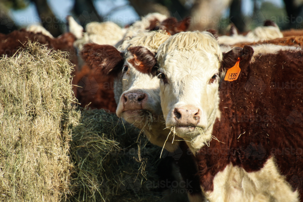 Herd of cows with white and brown fur eating hay outdoors - Australian Stock Image