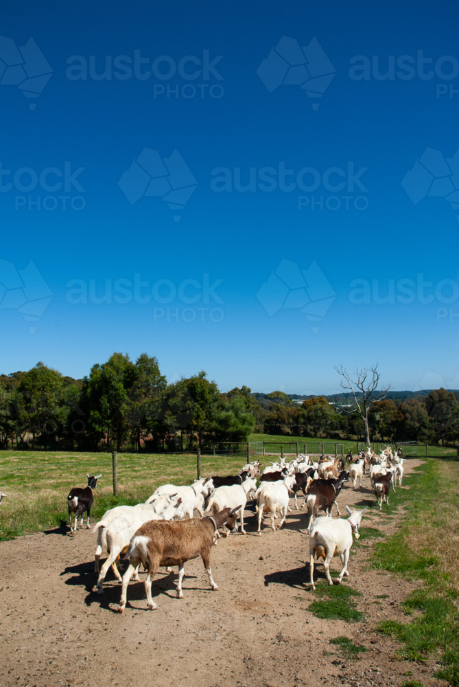 Herd of goats walking on a track on a farm - Australian Stock Image