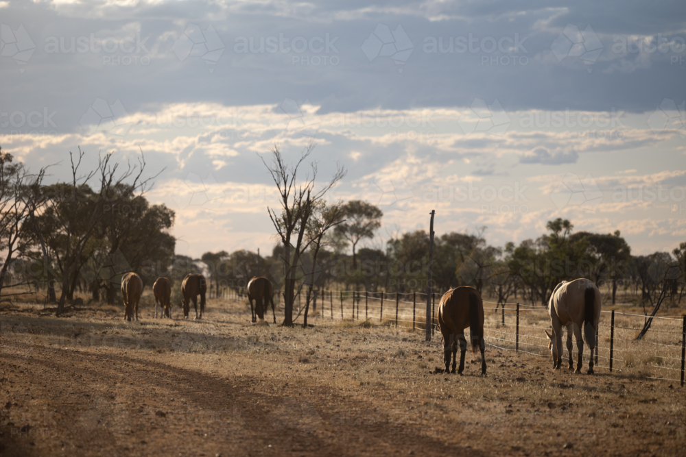 Herd of horses grazing on the side of the dirt road - Australian Stock Image