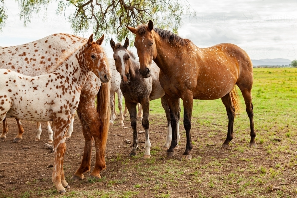 Herd of horses on appaloosa stud farm - Australian Stock Image