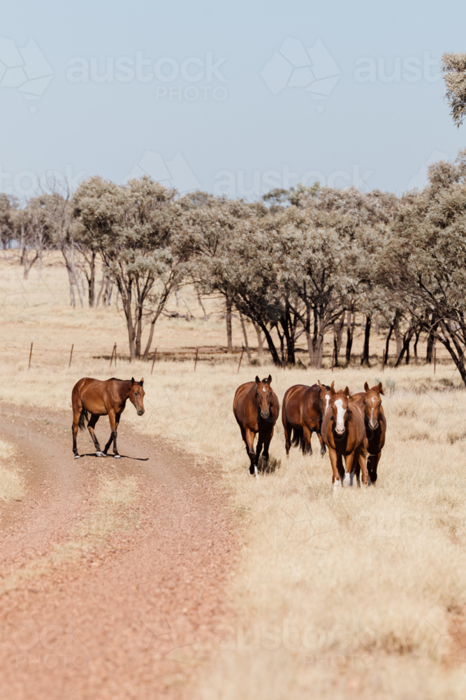 Herd of horses walking on the side of the dirt road - Australian Stock Image
