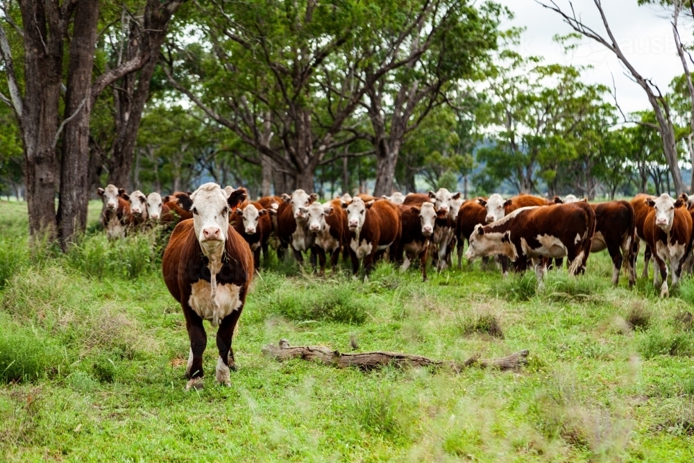 Herd of inquisitive Hereford cattle in paddock - newly restocked farm - Australian Stock Image