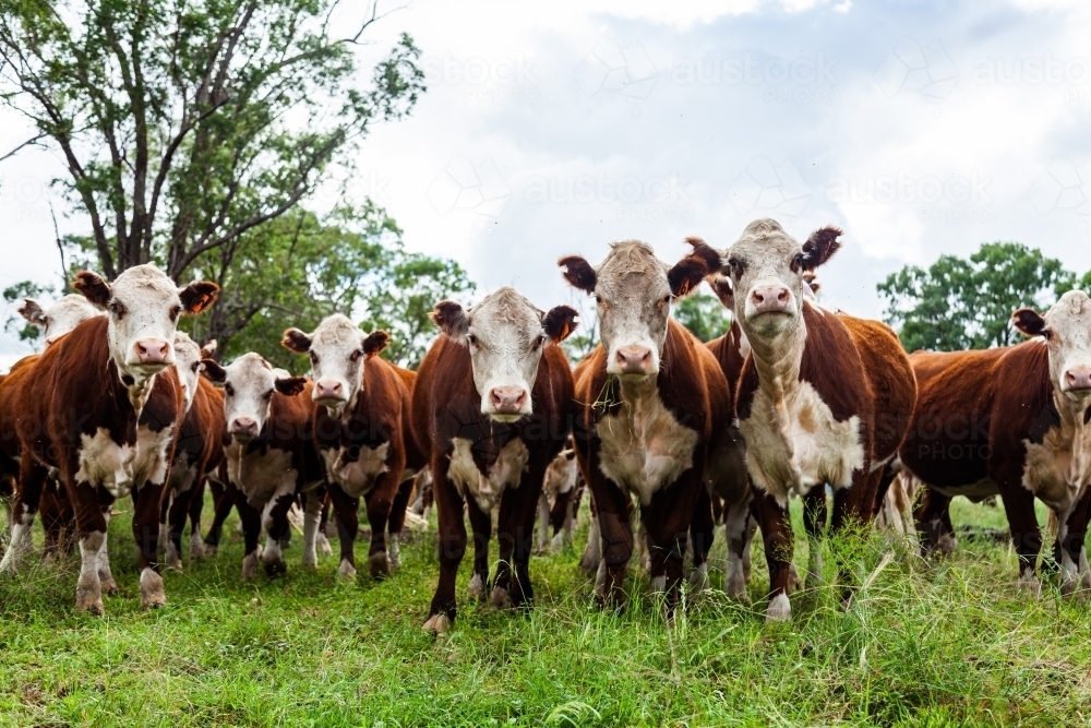 Image Of Herd Of Inquisitive Hereford Cattle In Paddock Newly 