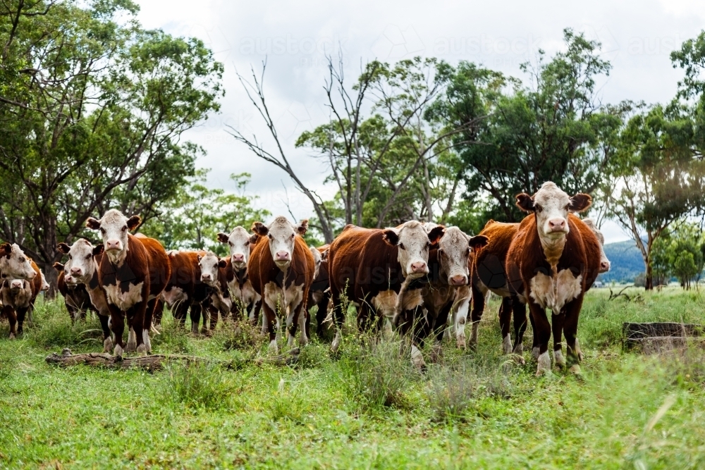 Herd of inquisitive Hereford cattle in paddock - newly restocked farm - Australian Stock Image
