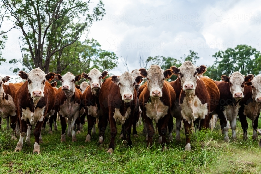 Herd of inquisitive Hereford cattle in paddock - newly restocked farm - Australian Stock Image
