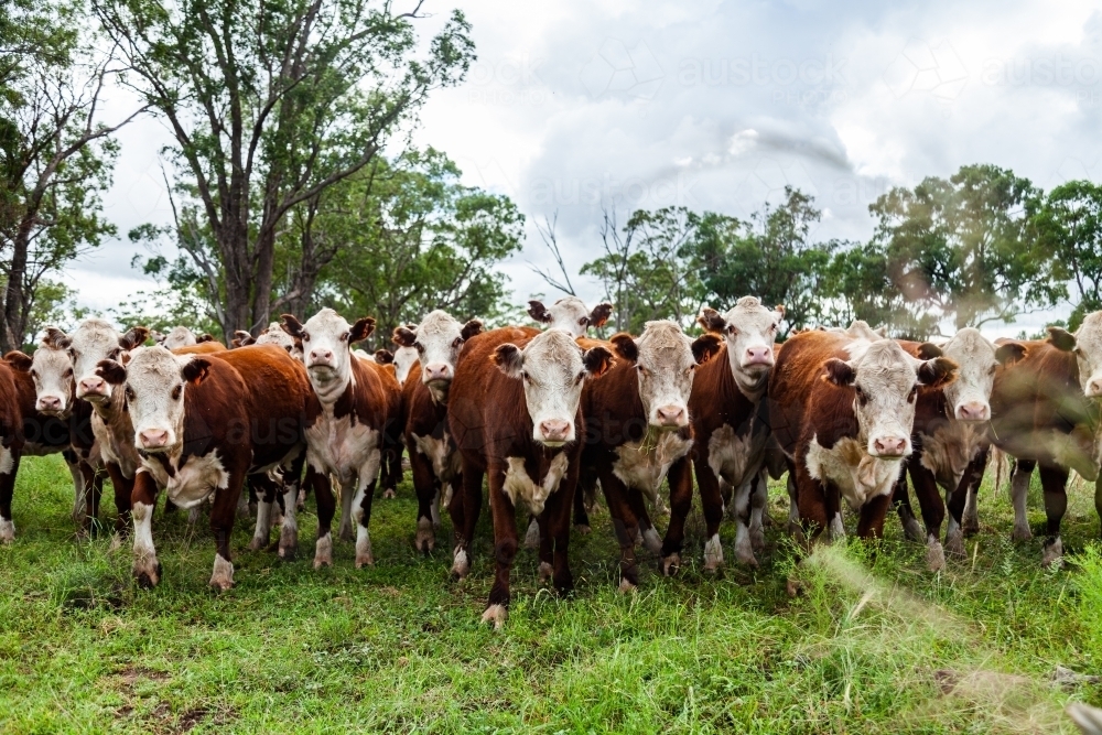 Herd of inquisitive Hereford cattle in paddock - newly restocked farm - Australian Stock Image