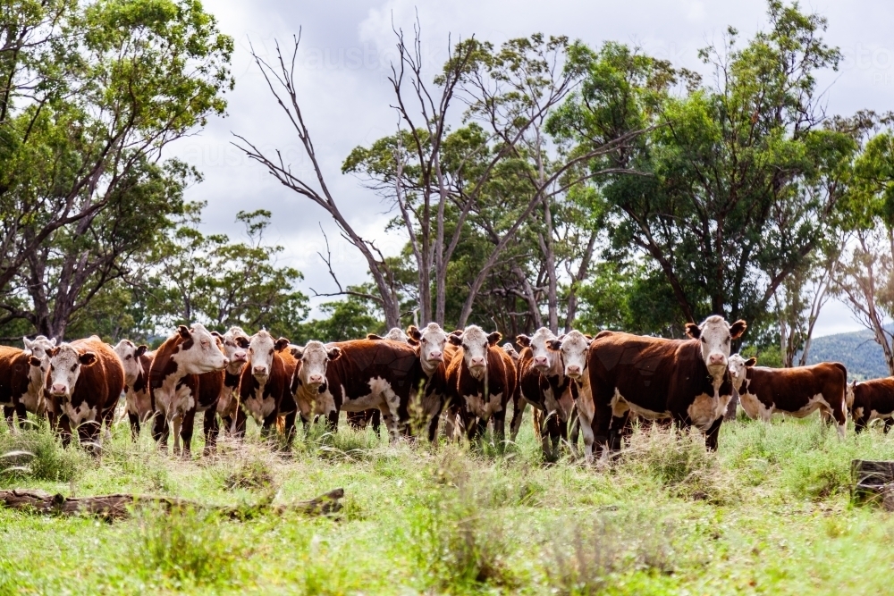 Herd of inquisitive Hereford cattle in paddock - newly restocked farm - Australian Stock Image
