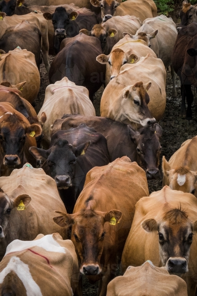 Herd of jersey cows walking to the dairy - Australian Stock Image