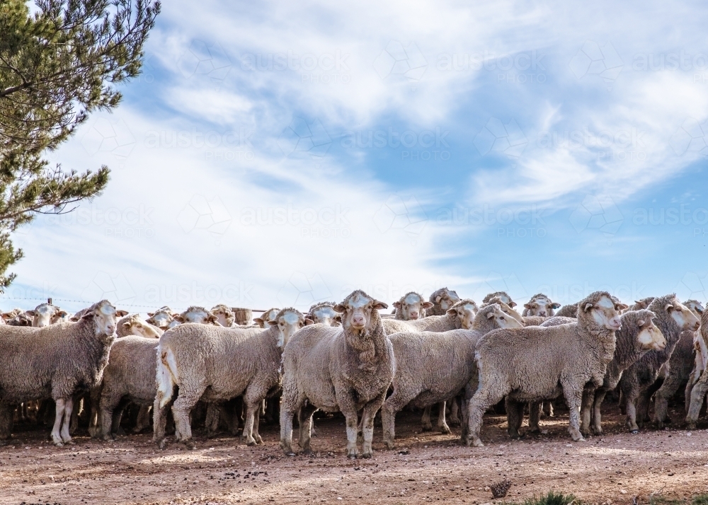 Herd of sheep standing in dirt paddock on farm - Australian Stock Image