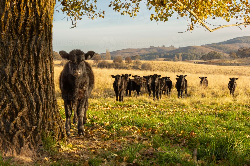 Herd of young black cows standing in paddock in morning light - Australian Stock Image