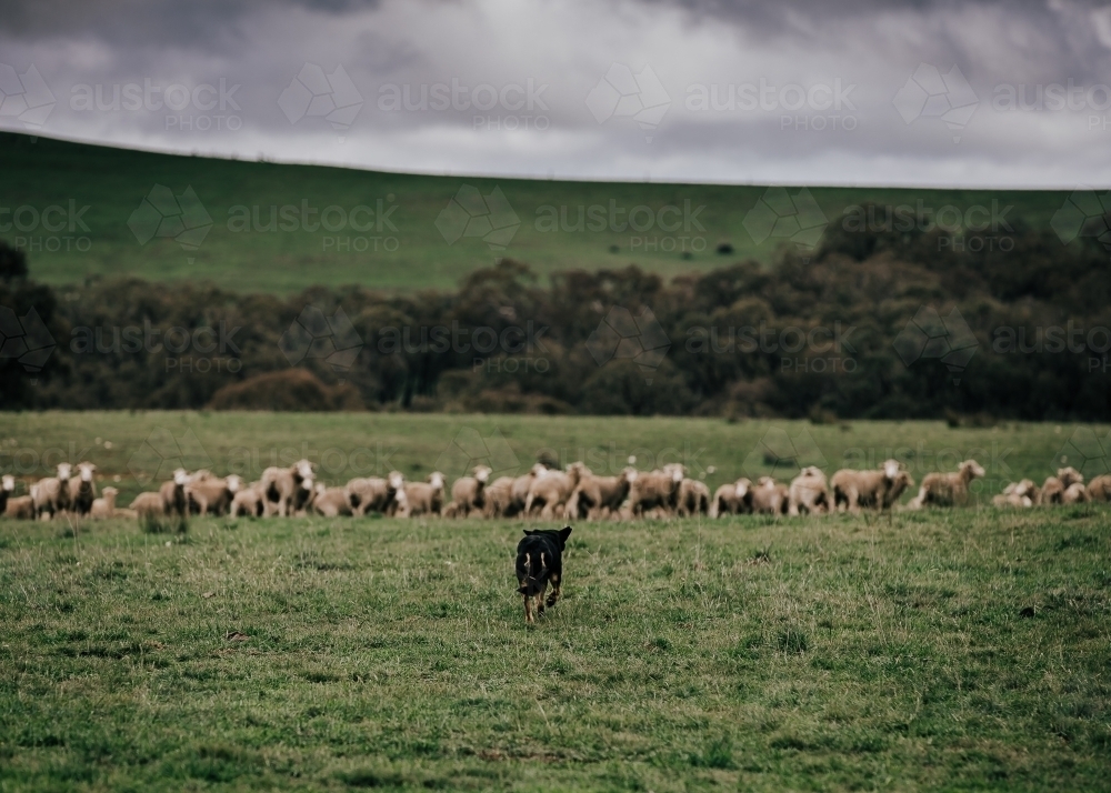 Herding dog chasing after flock of sheep in pasture - Australian Stock Image