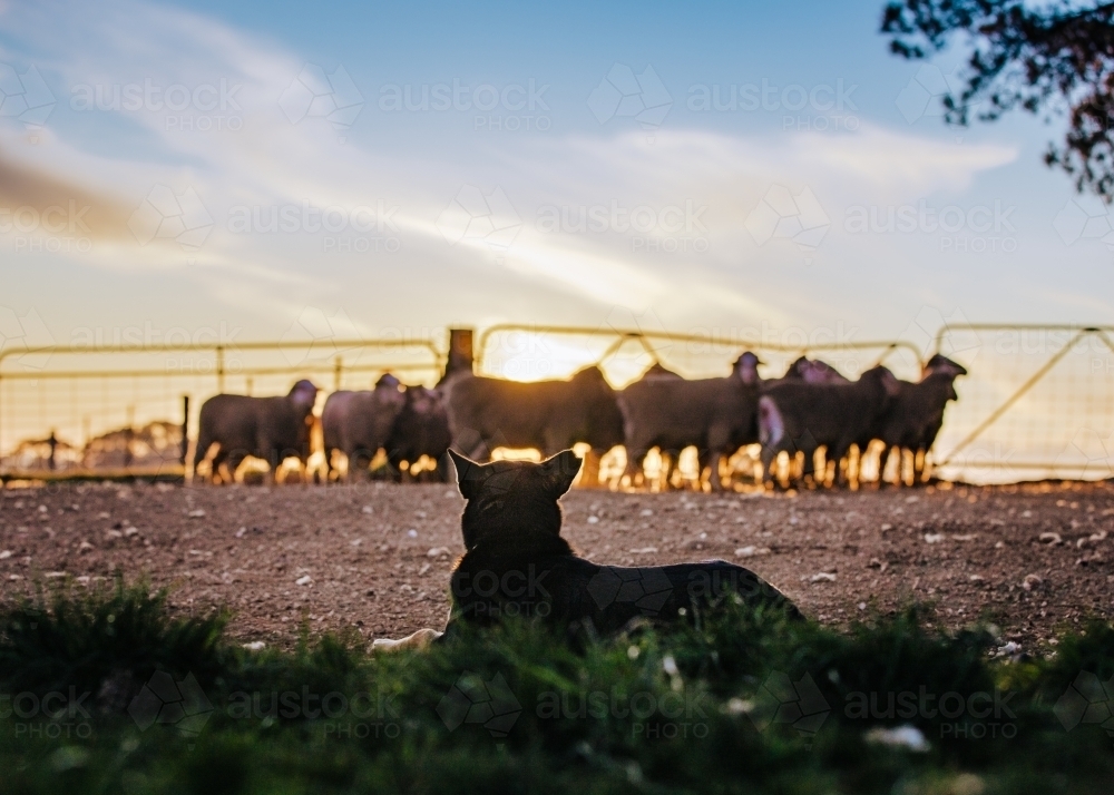 Herding dog watching a flock of sheep at sunset - Australian Stock Image