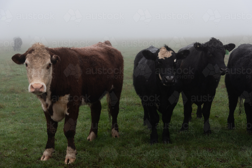 Hereford and Black Angus cows in the winter mist - Australian Stock Image