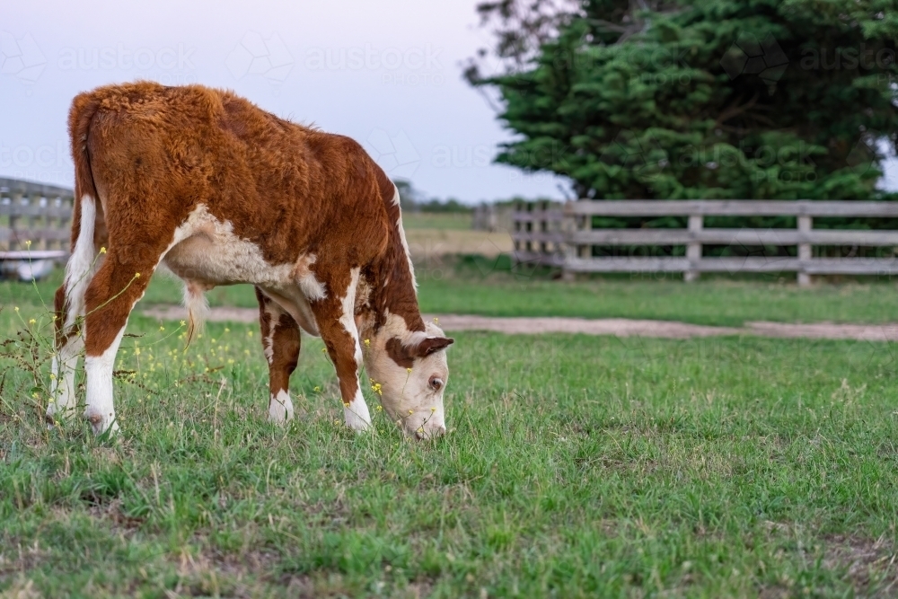 Hereford calf eating grass - Australian Stock Image