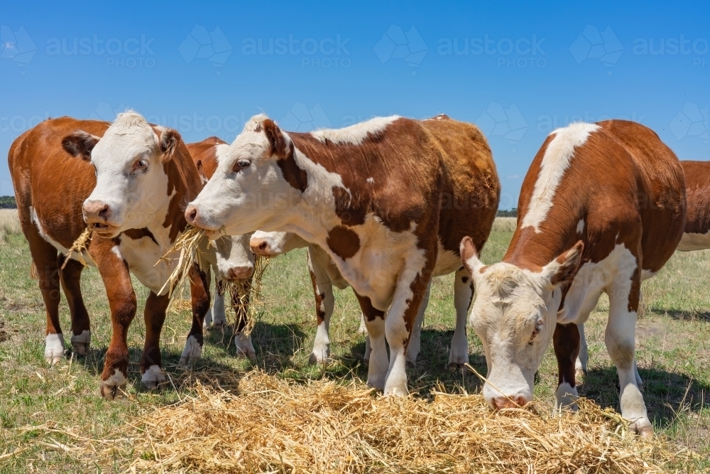 Hereford cattle eating hay - Australian Stock Image