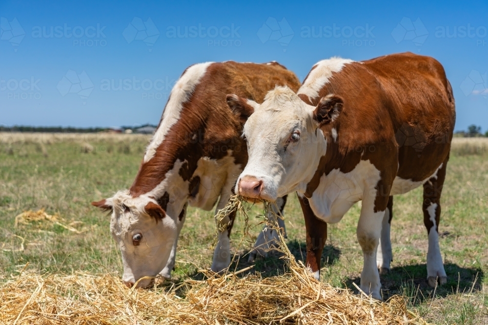 Hereford cattle eating hay - Australian Stock Image