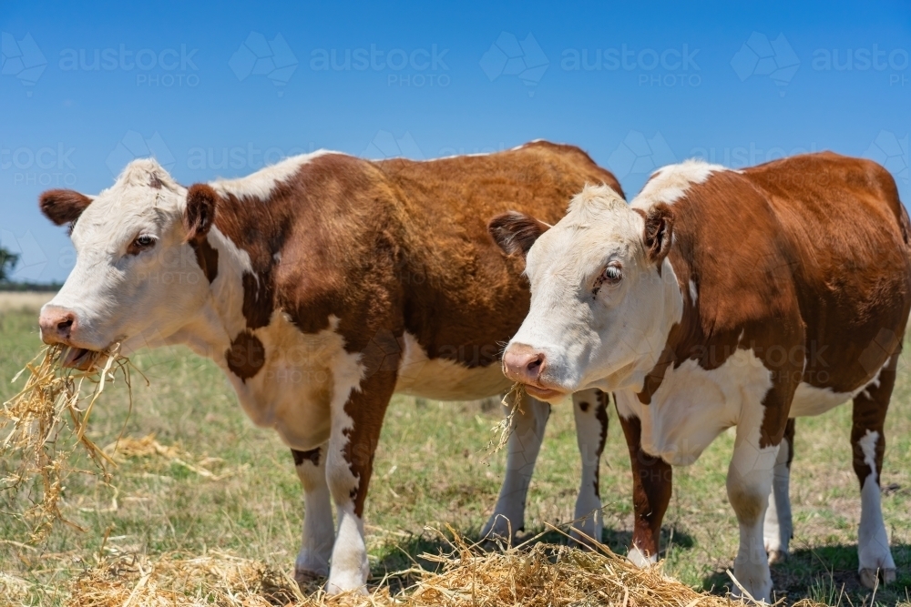 Hereford cattle eating hay - Australian Stock Image
