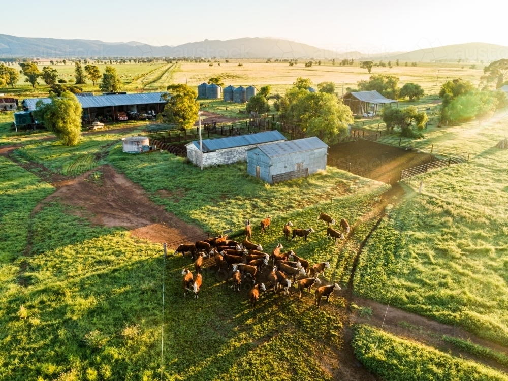 Hereford cattle walking through paddock towards farm yards for water - Australian Stock Image