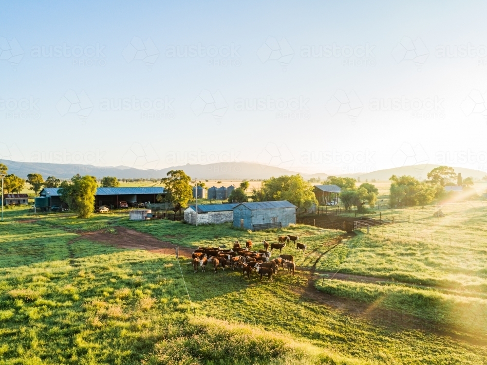 Hereford cattle walking to stockyards in morning light on country farm - Australian Stock Image