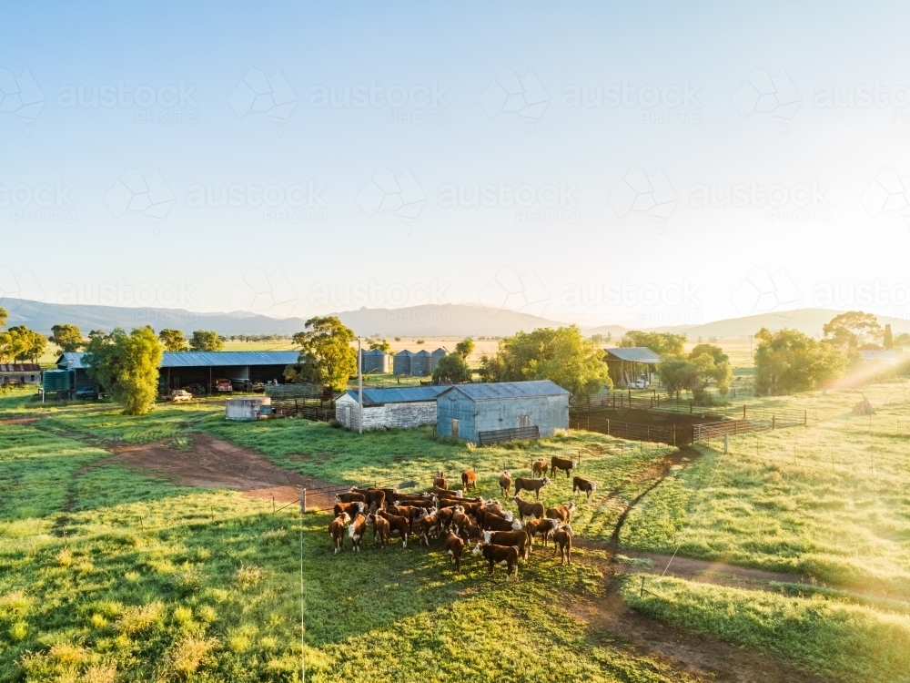 Hereford cattle walking to stockyards in morning light on country farm - Australian Stock Image