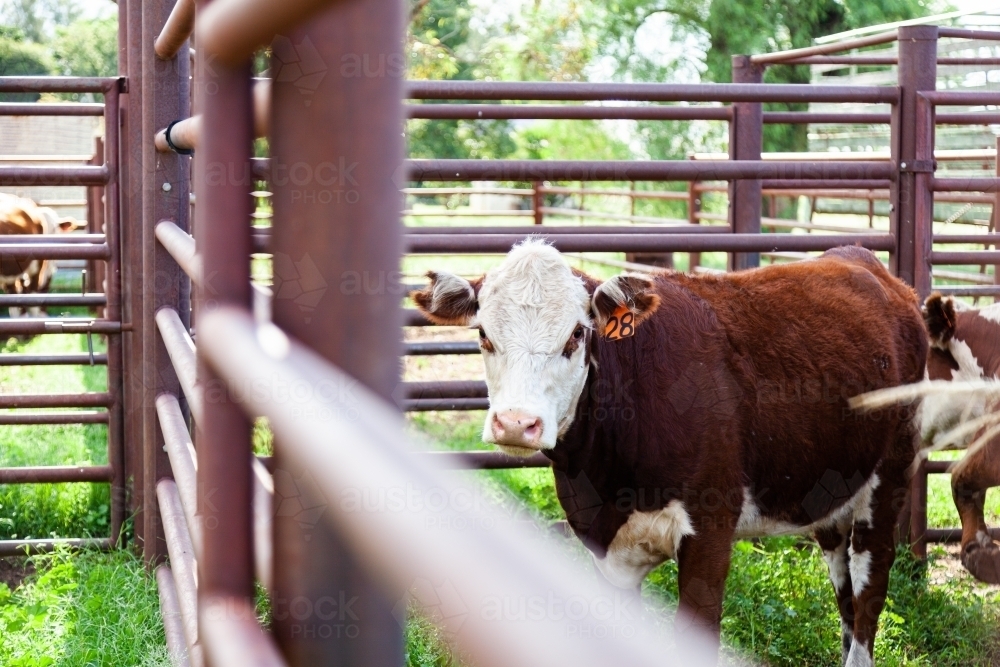 Hereford heifer in cattle yard - Australian Stock Image