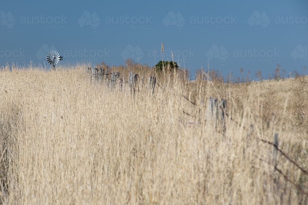 High summer grasses and windmill - Australian Stock Image