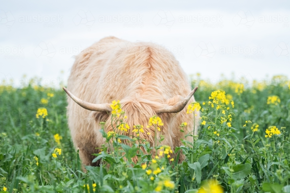 Highland cow grazing in big paddock with face hidden by yellow flowers - Australian Stock Image