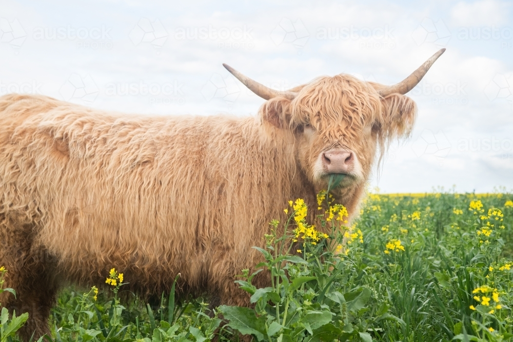 Highland cow grazing in big paddock with yellow flowers - Australian Stock Image